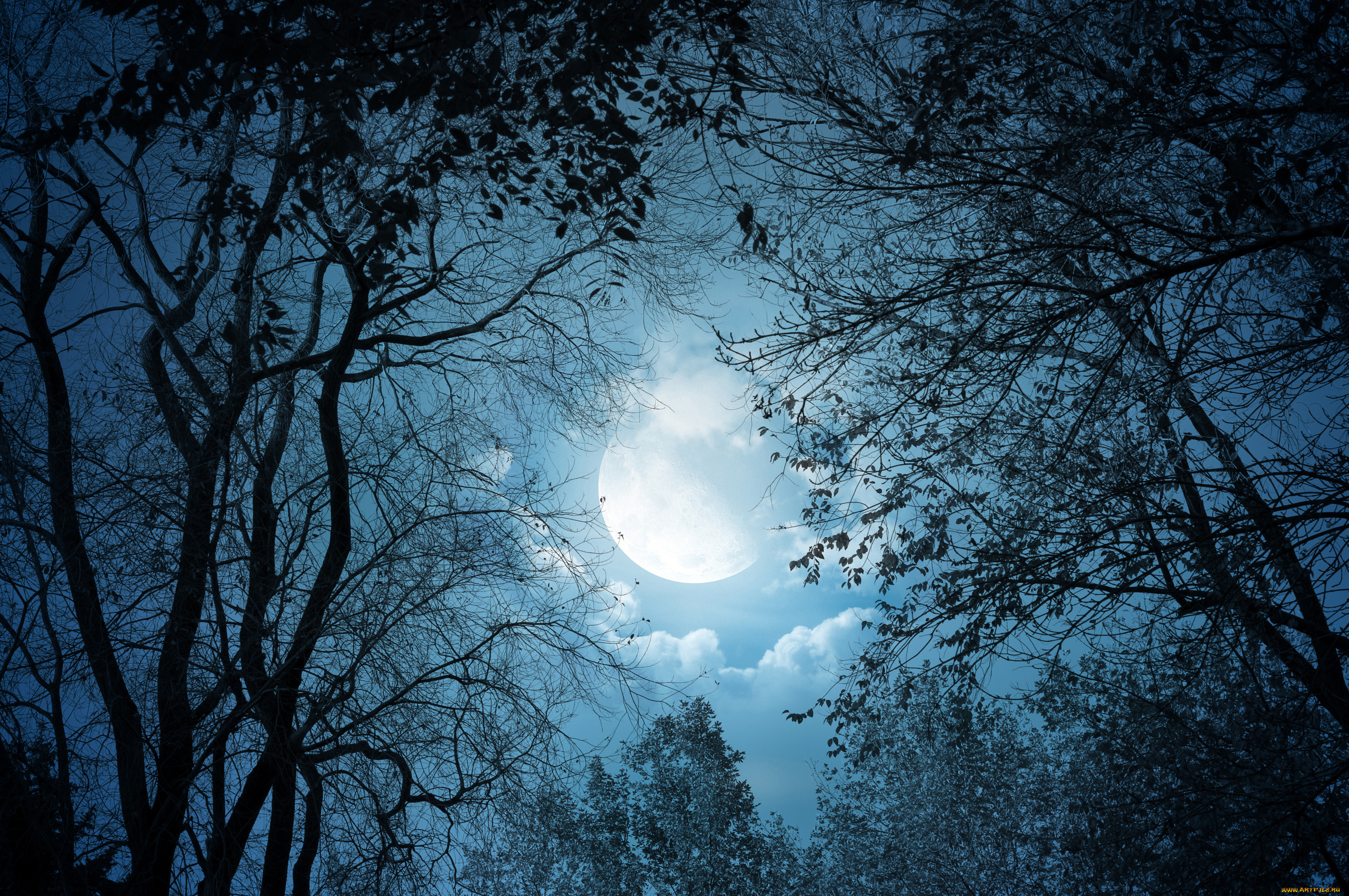 , , , , , , clouds, landscape, moonlight, moon, night, trees, nature, , 